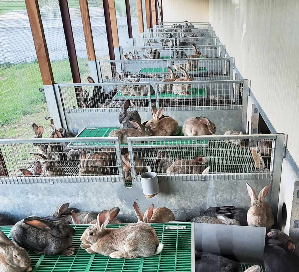 un élevage de lapins