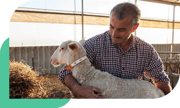 Un &eacute;leveur tient un mouton dans ses bras