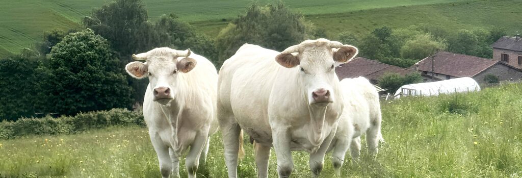 Un troupeau de vaches charolaises au pré