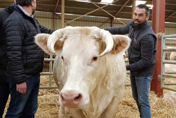 La vache charolaise Idéale et son éleveur Jean-Marie Goujat